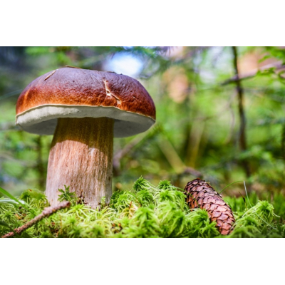 Coltelli Funghi